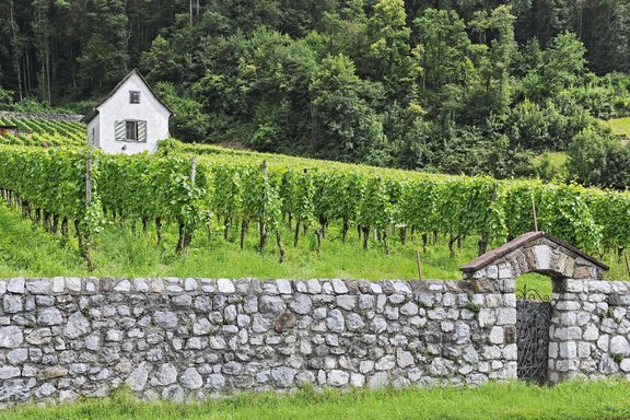 rebberg-7.jpg  