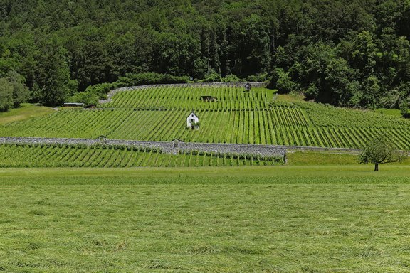 rebberg-3.jpg  