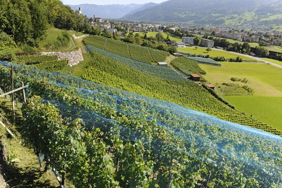 rebberg-12.jpg  