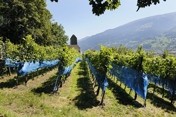 rebberg-11.jpg  