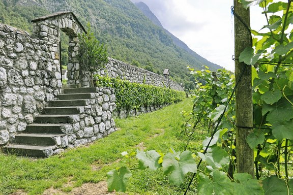 rebberg-8.jpg  